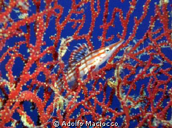 Longnosed Hawkfish on Red Gorgonia by Adolfo Maciocco 